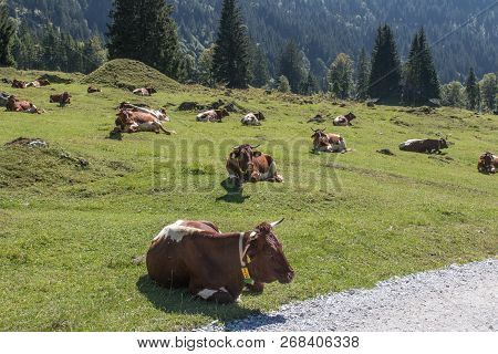 Cows With A Beautiful Mountain Landscape Next To Werfenweng In The Salzburger Land
