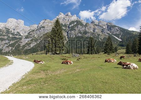 Cows With A Beautiful Mountain Landscape Next To Werfenweng In The Salzburger Land