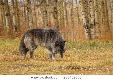 Large Old Grey Wolf Siffing Around, Canada