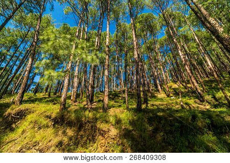 Pines Tree Forest In Himalayas, Sankri, India