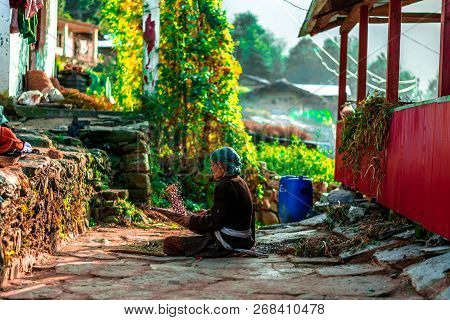 Sankri Range, Uttrakhand, India - October 7, 2018 : A Photo Of Working Old Lady In Himalayas -