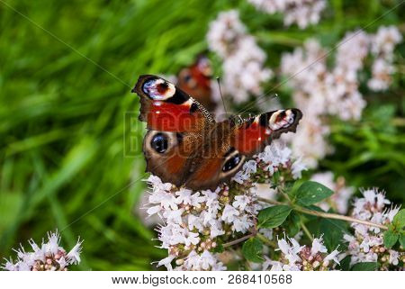 Beautiful Butterfly Peacock Eye, Aglais Io, In The Garden With L