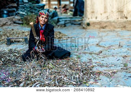 Sankri Range, Uttarakhand, India - October 7, 2018 : A Portrait Of Working Old Woman In Himalayas -