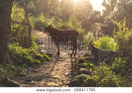 Sunset - Cow In Mountains - Sankri Range, Uttarakhand, India