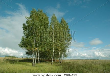 Birken In einem Feld