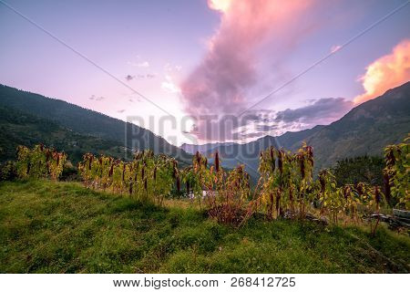 Sunset In Fields Himalayas Sankri Range, Uttarakhand, India -