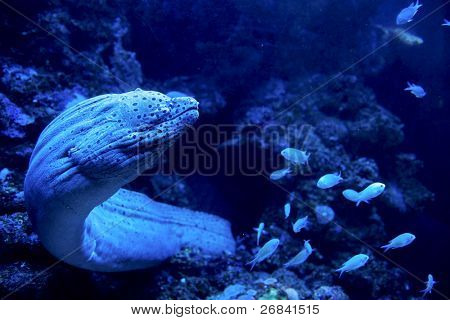 Murena Gigante andando per una battuta di caccia. Drammatica luce abissale