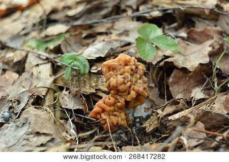 Spring Forest Mushrooms (gyromitra Gigas), The First Spring Mushroom