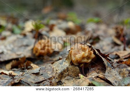 Spring Forest Mushrooms (gyromitra Gigas), The First Spring Mushroom