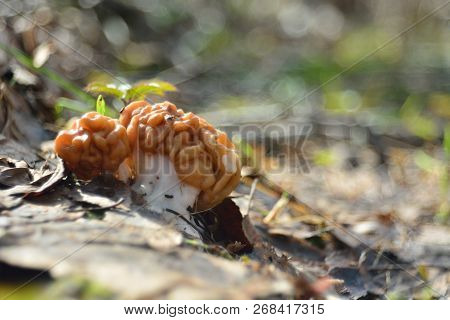 Spring Forest Mushrooms (gyromitra Gigas), The First Spring Mushroom