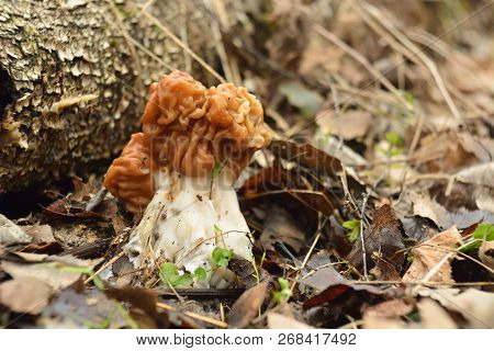 Spring Forest Mushrooms (gyromitra Gigas), The First Spring Mushroom