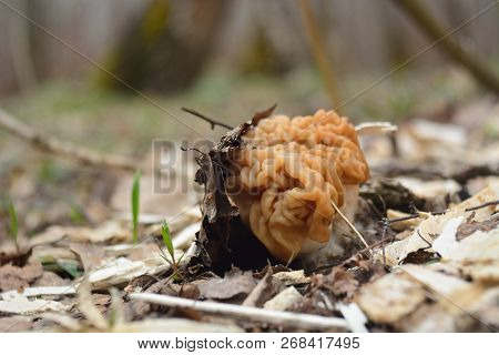 Spring Forest Mushrooms (gyromitra Gigas), The First Spring Mushroom