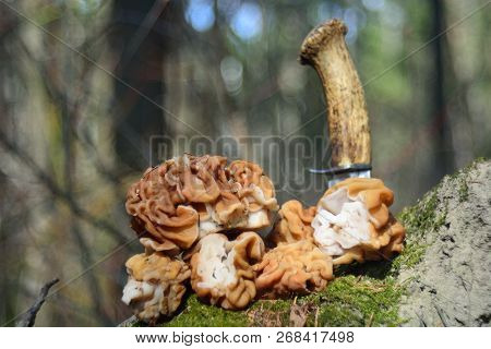 Spring Forest Mushrooms (gyromitra Gigas), The First Spring Mushroom