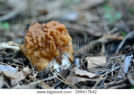 Spring Forest Mushrooms (gyromitra Gigas), The First Spring Mushroom