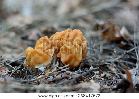 Spring Forest Mushrooms (gyromitra Gigas), The First Spring Mushroom