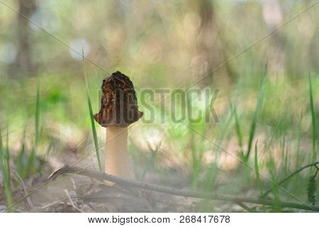 Spring Forest Mushrooms (verpa Bohemica), The First Spring Mushroom