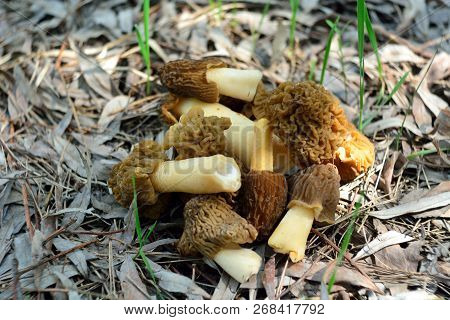 Spring Forest Mushrooms (verpa Bohemica), The First Spring Mushroom