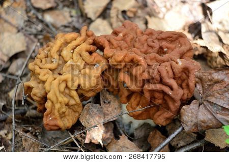 Spring Forest Mushrooms (gyromitra Gigas), The First Spring Mushroom