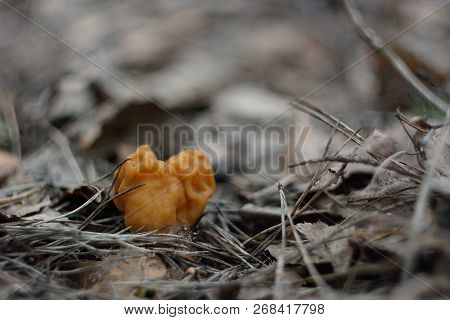Spring Forest Mushrooms (gyromitra Gigas), The First Spring Mushroom