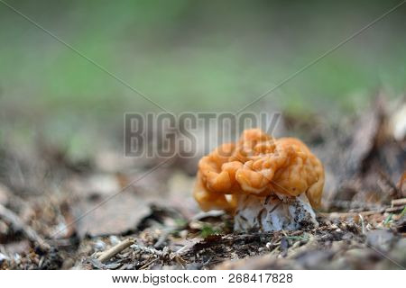 Spring Forest Mushrooms (gyromitra Gigas), The First Spring Mushroom