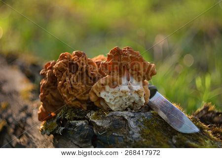 Spring Forest Mushrooms (gyromitra Gigas), The First Spring Mushroom