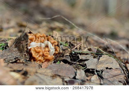 Spring Forest Mushrooms (gyromitra Gigas), The First Spring Mushroom