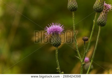 Cirsium Arvense, A Creeping Thistle, Like A Purple Flower Truffle.