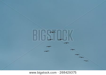 Flock of birds flying in a v-formation in a clear blue sky