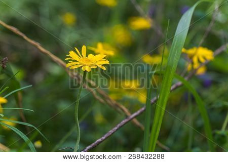 Yellow Chamomile, Anthemis Tinctoria, Cota Tinctoria, The Golden Marguerite, Oxeye Chamomile, Yellow