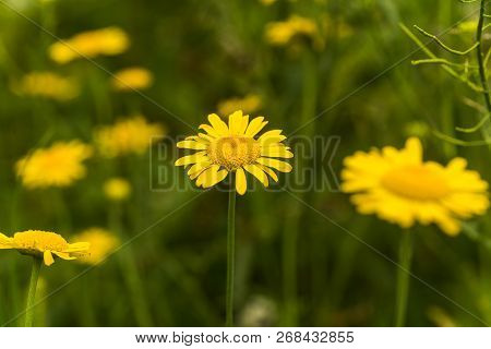 Yellow Chamomile, Anthemis Tinctoria, Cota Tinctoria, The Golden Marguerite, Oxeye Chamomile, Yellow