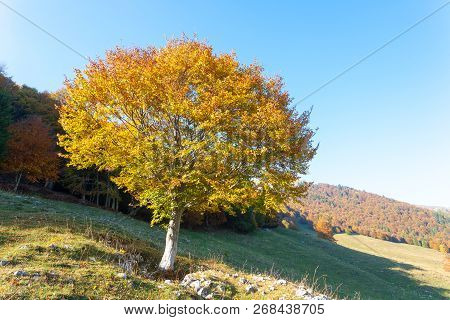 Trees In Autumn Season Background. Autumn Lansdscape