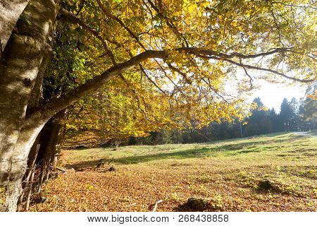 Trees In Autumn Season Background. Autumn Lansdscape