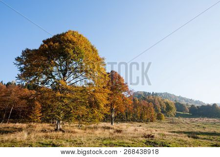 Trees In Autumn Season Background. Autumn Lansdscape