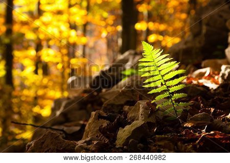 Fern Leaf Close Up, Autumn Background. Beauty In Nature. Autumn Lansdscape