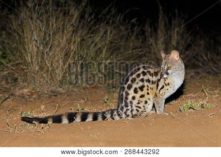 Large-spotted genet (Genetta tigrina) in natural habitat, South Africa 