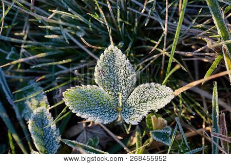 Morning frost on green plants