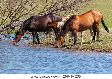 A Herd Of Horses With Foals Drink Water From A Pond On A Hot, Summer Day.