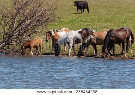 A Herd Of Horses With Foals Drink Water From A Pond On A Hot, Summer Day