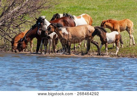 A Herd Of Horses With Foals Drink Water From A Pond On A Hot, Summer Day