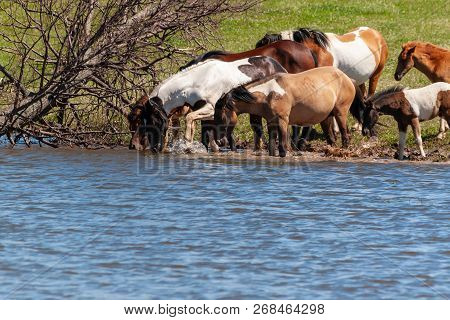 A Herd Of Horses With Foals Drink Water From The Pond And Frolic