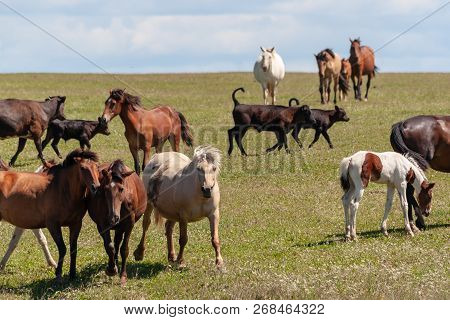 Horses With Foals, Cows With Calves Graze On A Summer Meadow