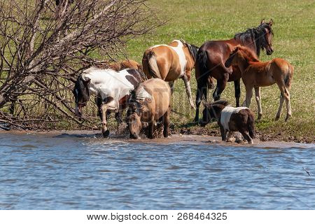 A Herd Of Horses With Foals Drink Water From The Pond And Frolic