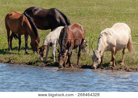 A Herd Of Horses With Foals Drink Water From A Pond On A Hot, Summer Day. Bashkiria.