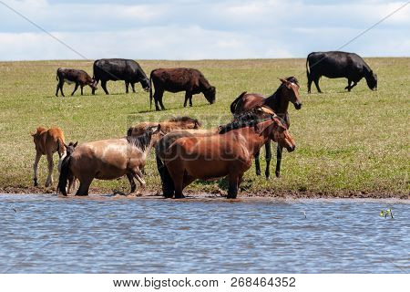 Horses Are Resting Near The Water.
