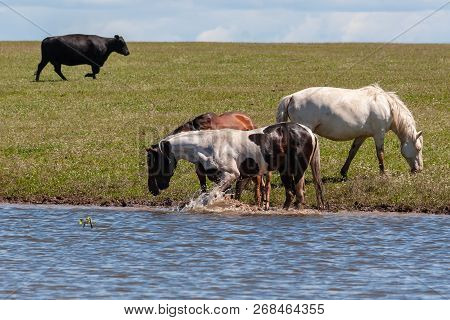 Horses Are Resting By The Water. Bashkiria.