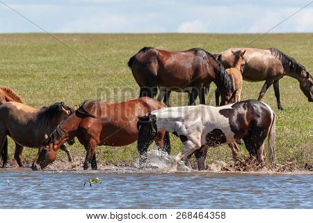 Horses Are Resting By The Water. Bashkiria.
