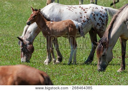 Horses With Foals Graze On Green Pasture. Bashkiria.