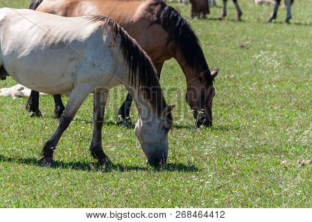 Horses Graze On A Green Pasture. Horses, Close-up. Bashkiria.