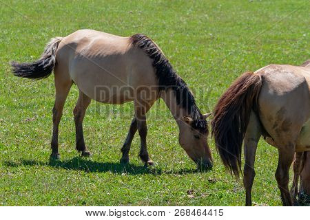 Horses Graze On A Green Pasture. Horses, Close-up. Bashkiria.