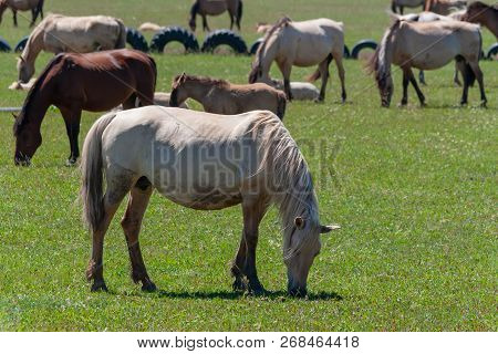 Horses Graze On A Green Pasture.